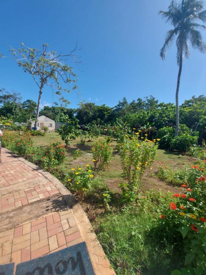 Villa Blue Lizard House à San Andrés Extérieur photo
