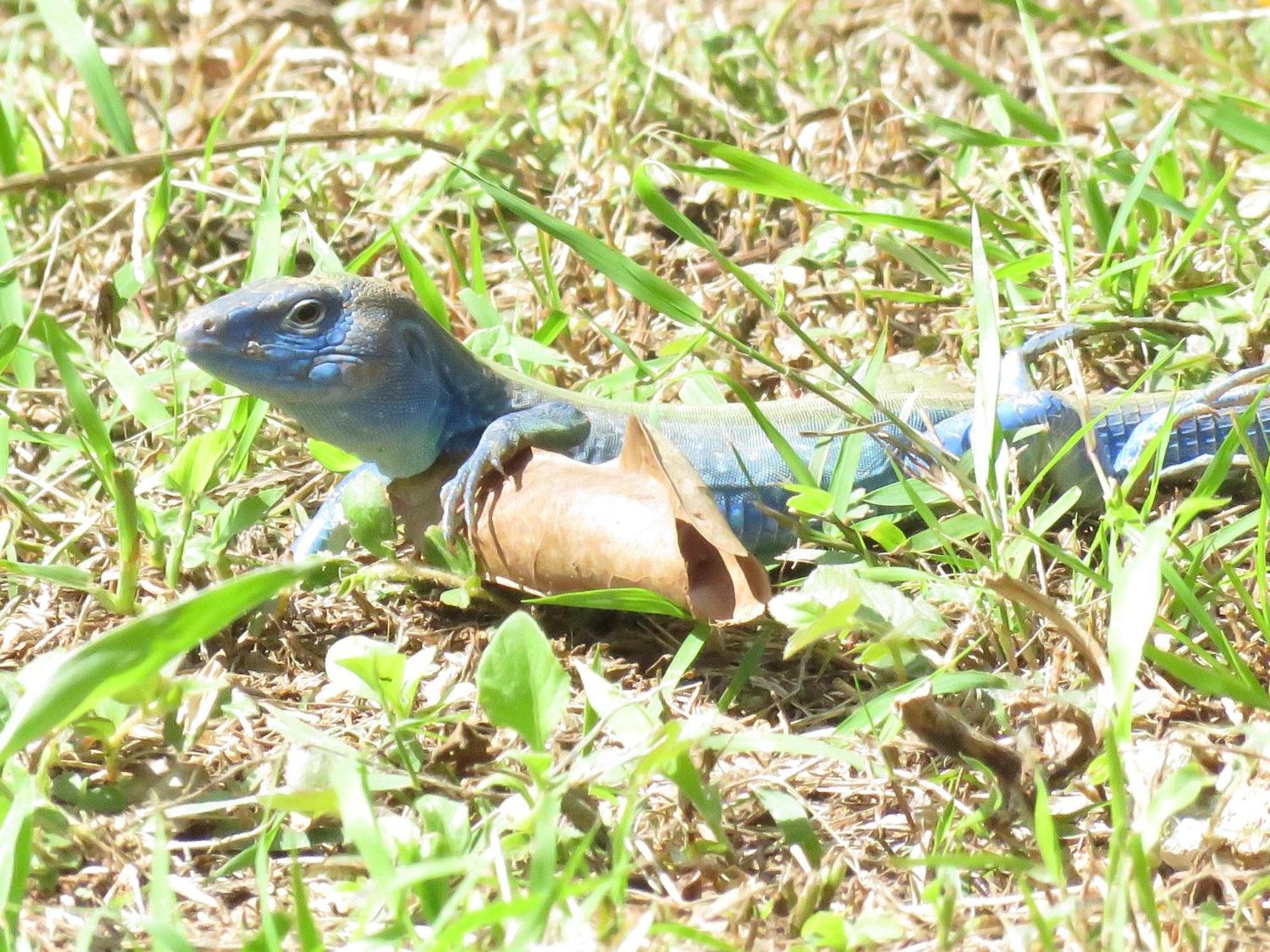 Villa Blue Lizard House à San Andrés Extérieur photo